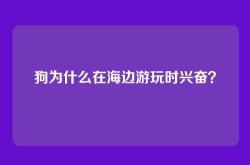 狗为什么在海边游玩时兴奋？