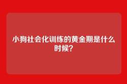 小狗社会化训练的黄金期是什么时候？