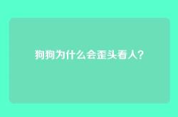 狗狗为什么会歪头看人？