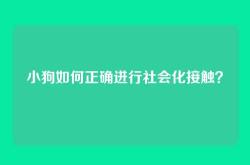 小狗如何正确进行社会化接触？