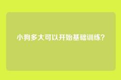 小狗多大可以开始基础训练？