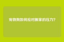 宠物狗如何应对搬家的压力？