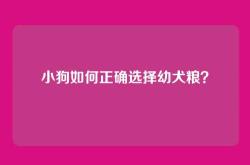小狗如何正确选择幼犬粮？