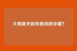 大狗夏天如何有效防中暑？