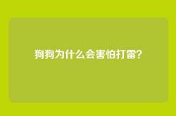 狗狗为什么会害怕打雷？