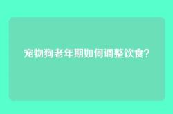 宠物狗老年期如何调整饮食？