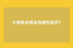 大狗耳朵感染有哪些症状？