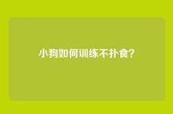 小狗如何训练不扑食？
