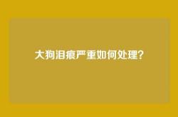 大狗泪痕严重如何处理？