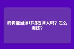 狗狗能当爆炸物检测犬吗？怎么训练？