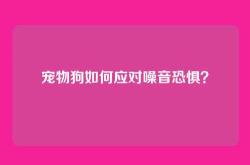 宠物狗如何应对噪音恐惧？