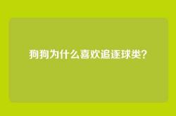 狗狗为什么喜欢追逐球类？