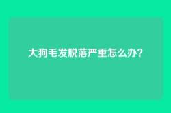 大狗毛发脱落严重怎么办？