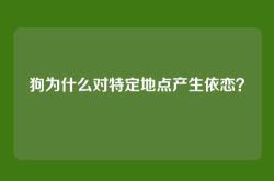 狗为什么对特定地点产生依恋？
