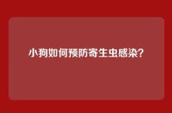小狗如何预防寄生虫感染？