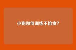 小狗如何训练不抢食？
