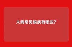 大狗常见眼疾有哪些？