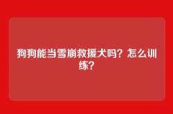 狗狗能当雪崩救援犬吗？怎么训练？