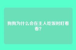 狗狗为什么会在主人吃饭时盯着看？