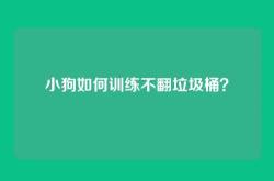小狗如何训练不翻垃圾桶？