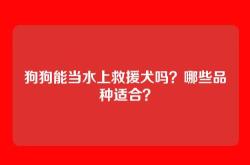 狗狗能当水上救援犬吗？哪些品种适合？