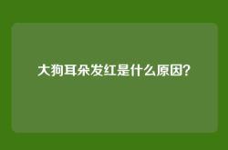大狗耳朵发红是什么原因？