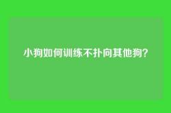 小狗如何训练不扑向其他狗？