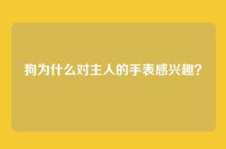 狗为什么对主人的手表感兴趣？