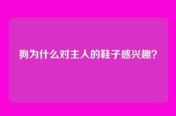 狗为什么对主人的鞋子感兴趣？