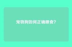 宠物狗如何正确喂食？