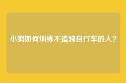 小狗如何训练不追骑自行车的人？