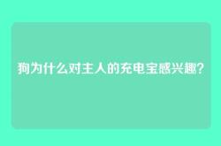狗为什么对主人的充电宝感兴趣？