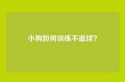 小狗如何训练不追球？