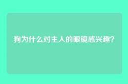 狗为什么对主人的眼镜感兴趣？