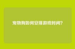 宠物狗如何安排游戏时间？