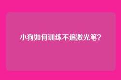 小狗如何训练不追激光笔？