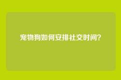 宠物狗如何安排社交时间？