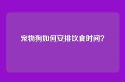 宠物狗如何安排饮食时间？