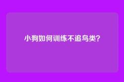 小狗如何训练不追鸟类？