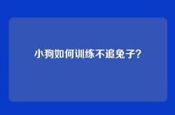 小狗如何训练不追兔子？