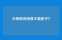 小狗如何训练不追影子？