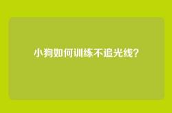 小狗如何训练不追光线？