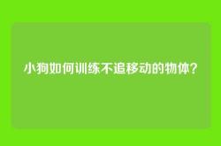 小狗如何训练不追移动的物体？