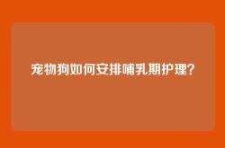 宠物狗如何安排哺乳期护理？