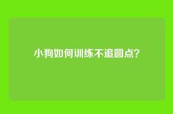 小狗如何训练不追圆点？