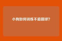 小狗如何训练不追圆球？