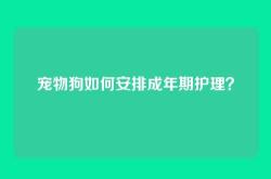 宠物狗如何安排成年期护理？