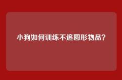 小狗如何训练不追圆形物品？