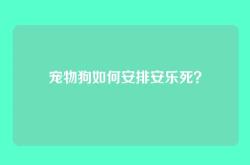 宠物狗如何安排安乐死？