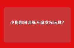 小狗如何训练不追发光玩具？